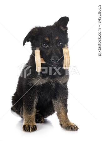 puppy german shepherd 84518015