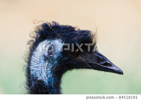 Ostrich head close up, autumn weather park outdoors Ostrich head close up, autumn weather park outdoors 84518191