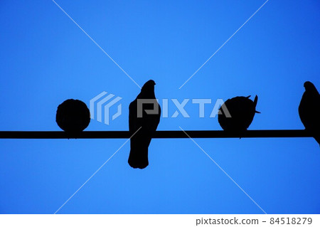 棲息在電彙的鳥 84518279