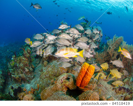 在珊瑚礁中游泳的魚群（開曼群島大開曼島） 84518419