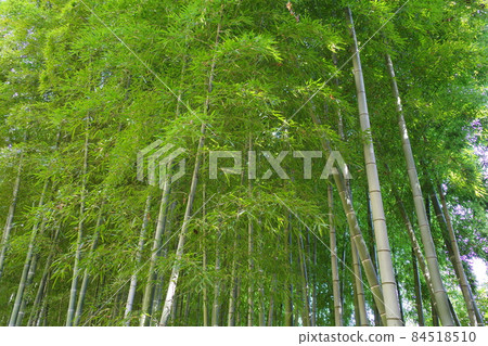 Bamboo forest with thick leaves Bamboo forest with thick leaves 84518510