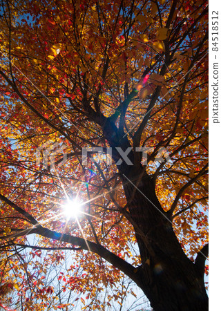 Transmitted light of autumn leaves Transmitted light of autumn leaves 84518512