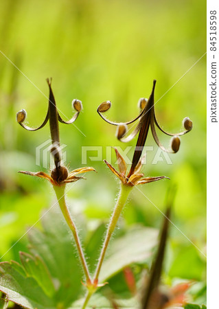 秋天天竺葵的特徵是可愛的爆裂水果在你的腳下...... 1 秋天天竺葵的特徵是可愛的爆裂水果在你的腳下...... 1 84518598