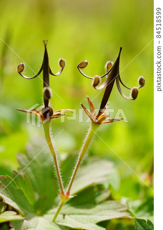 秋天,天竺葵在你的腳下,可愛的爆裂水果的特徵形狀...... 2 秋天,天竺葵在你的腳下,可愛的爆裂水果的特徵形狀...... 2 84518599