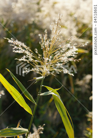 秋風吹過河床,蒲公英的耳朵在陽光下閃閃發光(水果)...... 3 秋風吹過河床,蒲公英的耳朵在陽光下閃閃發光(水果)...... 3 84518601