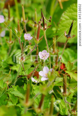 秋天，各種天竺葵，從可愛的花朵到腳下的爆果，應有盡有 84518602