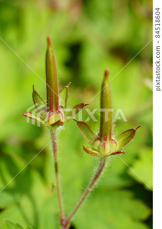 Geranium thunbergii with a cute pointed foot and still green fruit in autumn 84518604