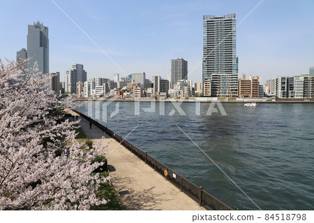從中央大橋(東京都中央區)看櫻花盛開的隅田川 從中央大橋(東京都中央區)看櫻花盛開的隅田川 84518798