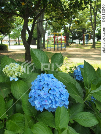 Blue hydrangea blooming in the shade of the park 84518840