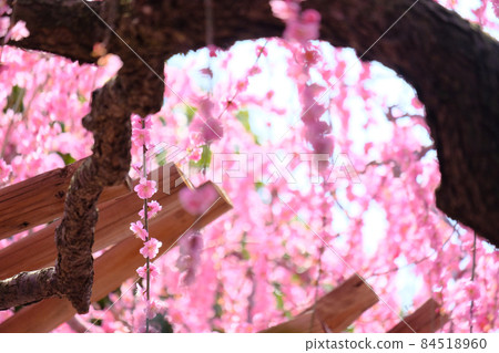 Weeping plum Weeping plum 84518960