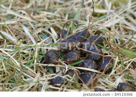 Tularemia poop ② Tularemia poop ② 84519366