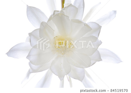 背光月光美人(2021)02 背光月光美人(2021)02 84519570