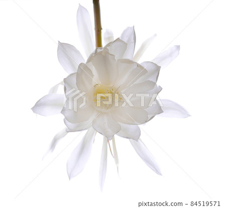 背光月光美人（2021）03 84519571