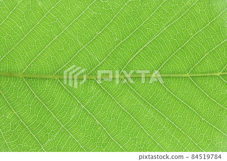 Young leaves and veins of trees and Quercus variabilis Young leaves and veins of trees and Quercus variabilis 84519784