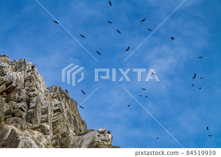 Griffon vultures, Gyps fulvus in Monfrague National Park. Extremadura, Spain 84519939