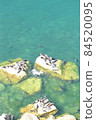 貝加爾湖海豹 / 棲息在貝加爾湖的奧爾洪島 84520095