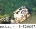貝加爾湖海豹 / 棲息在貝加爾湖的奧爾洪島 84520097