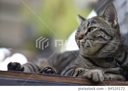 Tabby cat sitting at home. Tabby cat sitting at home. 84520172