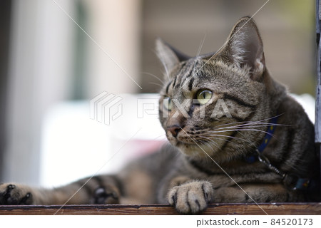 Tabby cat sitting at home. Tabby cat sitting at home. 84520173