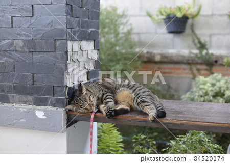 Tabby cat sitting at home. Tabby cat sitting at home. 84520174