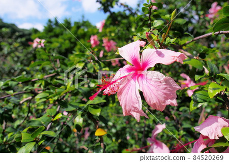 ピンクのハイビスカス 84520269