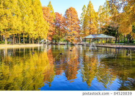 名古屋市熱田區秋季神宮東公園 名古屋市熱田區秋季神宮東公園 84520839