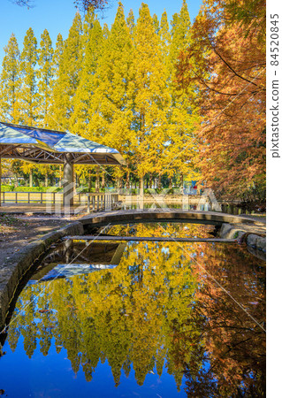 名古屋市熱田區秋季神宮東公園 名古屋市熱田區秋季神宮東公園 84520845