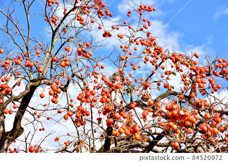 在秋天的陽光下閃耀的柿子 深秋的景色 深秋的形象 84520972