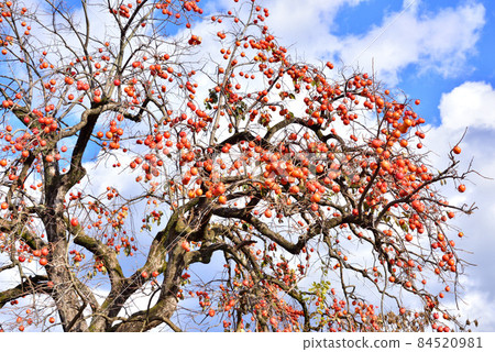 Persimmon fruit that shines in the autumn sun Late autumn scenery Late autumn image Persimmon fruit that shines in the autumn sun Late autumn scenery Late autumn image 84520981