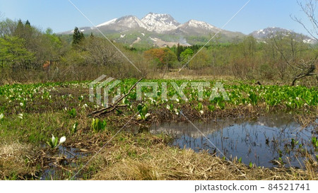 Mt. Myoko watching the Japanese fire belly newt with Basho 84521741