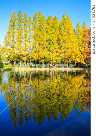 Atsuta-ku, Nagoya City Autumn Jingu Higashi Park Metasequoia Namiki 84521762