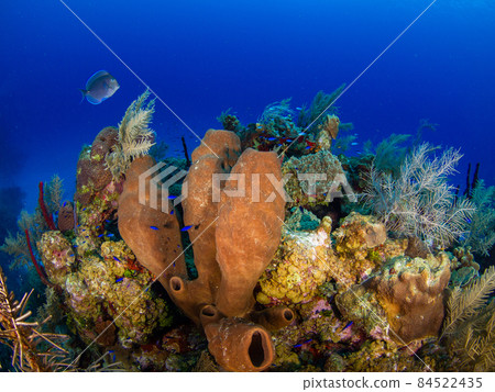 Large jar-shaped sponge and coral (Grand Cayman, Cayman Islands) Large jar-shaped sponge and coral (Grand Cayman, Cayman Islands) 84522435