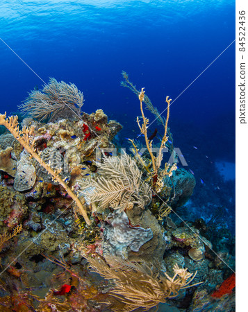 Coral Reef Burns Coral and Goat (Grand Cayman, Cayman Islands) 84522436