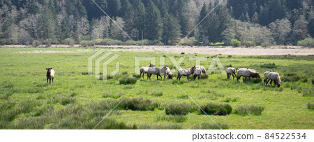 flora and fauna. deer in nature. concept of farming. herd of deer on green grass 84522534