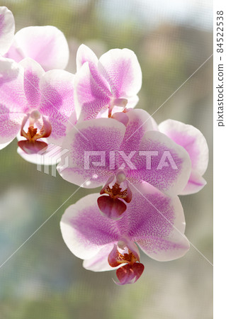 purple orchid flowers of phalaenopsis orchidaceae moth orchids closeup, orchid purple orchid flowers of phalaenopsis orchidaceae moth orchids closeup, orchid 84522538
