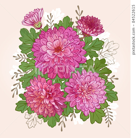 Beautiful chrysanthemum flowers Beautiful chrysanthemum flowers 84522615