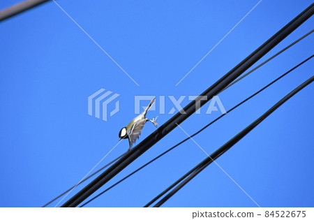 Great tit taking off from an electric wire Great tit taking off from an electric wire 84522675