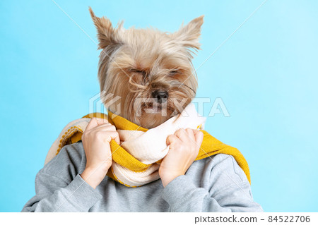 Contemporary artwork, conceptual collage. Young girl headed by fluffy dog head in warm scarf isolated on blue background. Surrealism 84522706