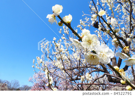 梅花盛開 梅花盛開 84522791