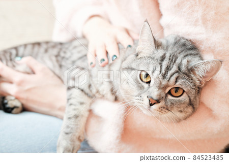 british shorthair cat looking closely at camera while lying on woman's knees. grey tabby cat relaxing with owner indoors. british shorthair cat looking closely at camera while lying on woman's knees. grey tabby cat relaxing with owner indoors. 84523485