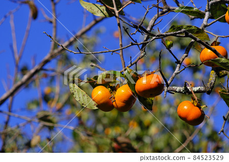 Persimmon nuts Persimmon nuts 84523529