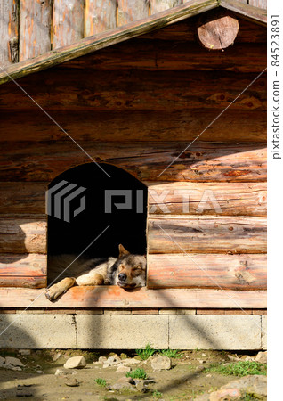 Carpathian wolves in the zoo, wild predators in captivity. 84523891