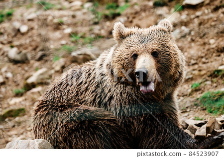 A brown inhabitant of the Carpathian forests, a brown bear in the rehabilitation center of Synevyrska Polyana. A brown inhabitant of the Carpathian forests, a brown bear in the rehabilitation center of Synevyrska Polyana. 84523907