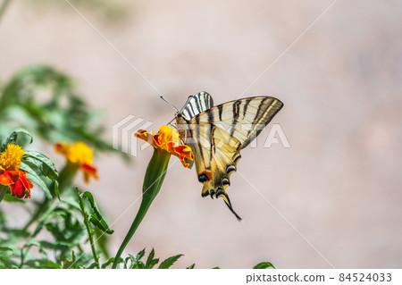Beautiful Butterfly Scarce Swallowtail, Sail Swallowtail, Pear-tree Swallowtail, Podalirius. Latin name Iphiclides podaliriu. Butterfly collects nectar on flower. 84524033