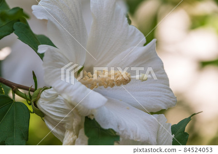 White flowers of Hibiscus grandiflorus, the swamp rosemallow. 84524053