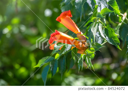 Red flowers of Campsis grandiflora in blossoming during summer. Red flowers of Campsis grandiflora in blossoming during summer. 84524072