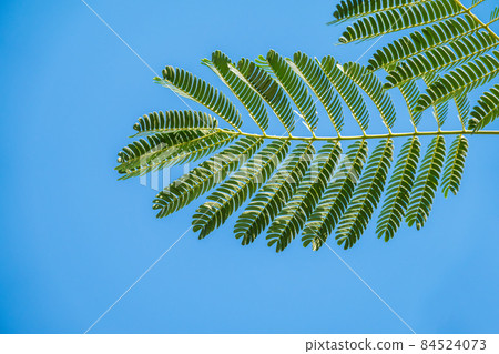 Acacia leaves on the blue sky background in summer sunshine. Acacia leaves on the blue sky background in summer sunshine. 84524073