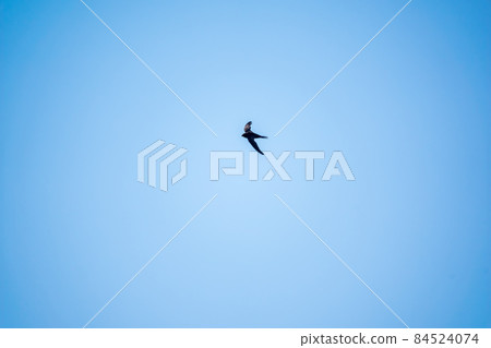 Common Swift, Apus apus, flying with clear blue sky background on a sunny summer day. Common Swift, Apus apus, flying with clear blue sky background on a sunny summer day. 84524074