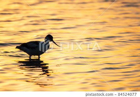 Water bird pied avocet, Recurvirostra avosetta, standing in the water in orange sunset light. The pied avocet is a large black and white wader with long, upturned beak 84524077