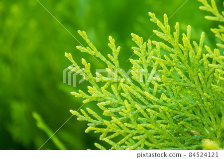 Green branches and young leaves of a thuja tree. 84524121